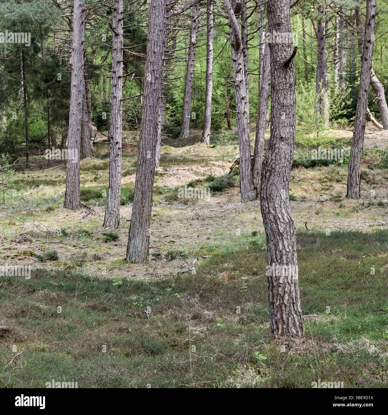 Pineta delle dune... Wernerwald, Cuxhaven, pini neri, l'unica foresta sulla costa tedesca del Mare del Nord in transizione diretta verso il Mare di Wadden Foto Stock
