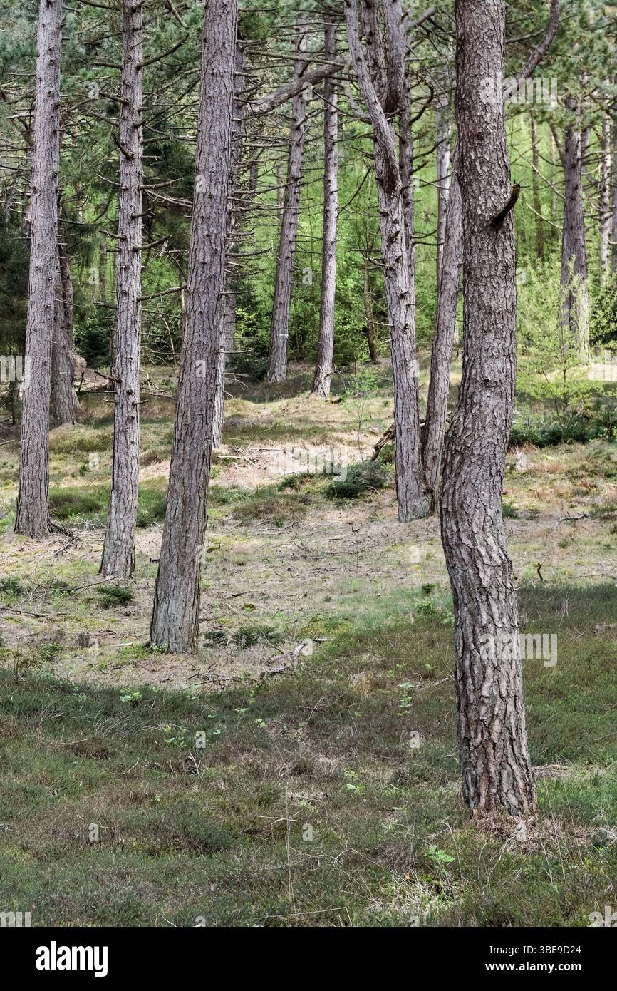 Pineta delle dune... Wernerwald, Cuxhaven, pini neri, l'unica foresta sulla costa tedesca del Mare del Nord in transizione diretta verso il Mare di Wadden Foto Stock