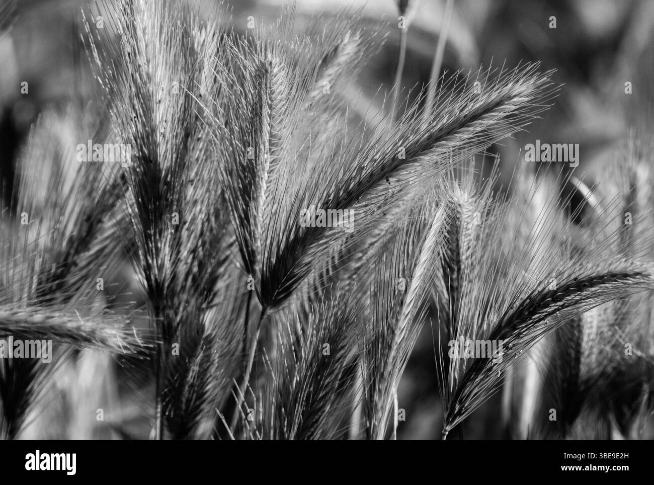 Grano coltivato allo stato selvatico nella catena montuosa andalusa. Spagna aprile 2025 Foto Stock