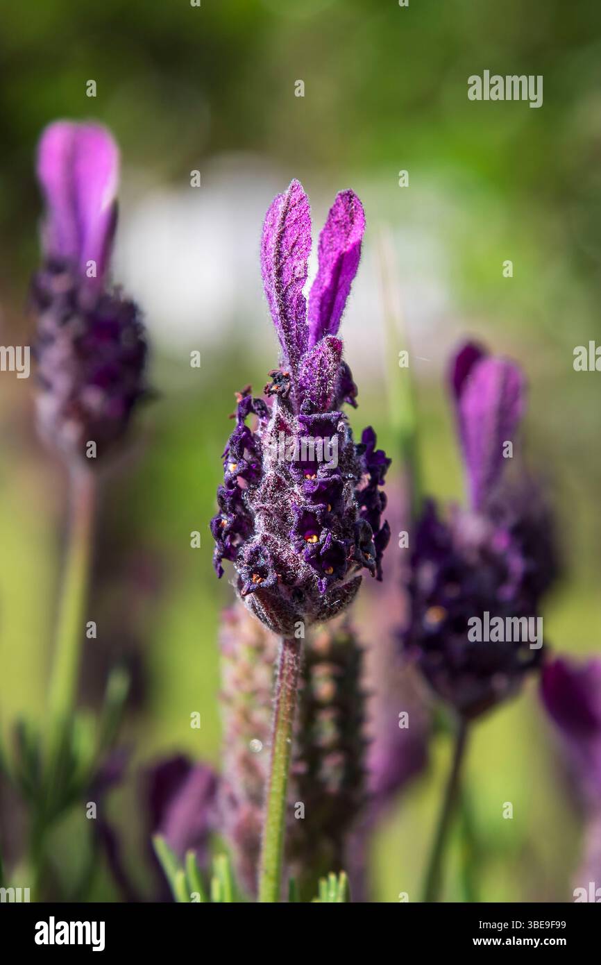 Primo piano di lavanda farfalla in un giardino Foto Stock