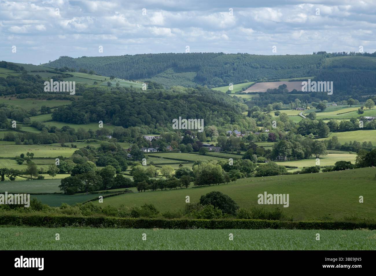 Paesaggio rurale con vista su campi agricoli sia seminativi che pascoli nell'Herefordshire il 19 maggio 2025 vicino a Lingen, Regno Unito. L'Herefordshire è una contea nota per la sua terra agricola, dove coltivano e allevano bestiame. Foto Stock