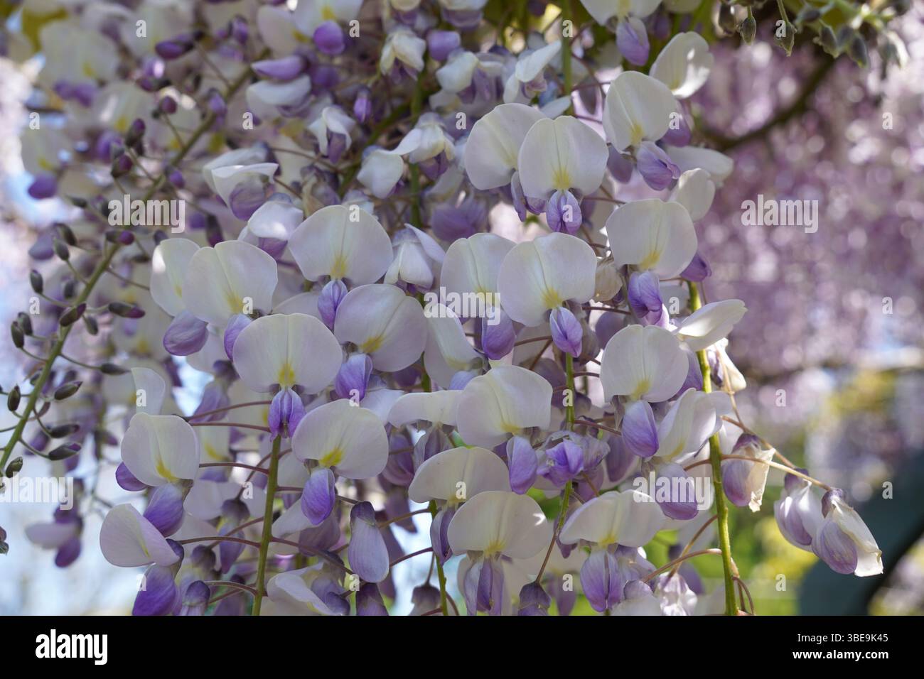 bellissimi fiori di glicine a cascata in primavera. petali di fiori bianchi e lilla Foto Stock