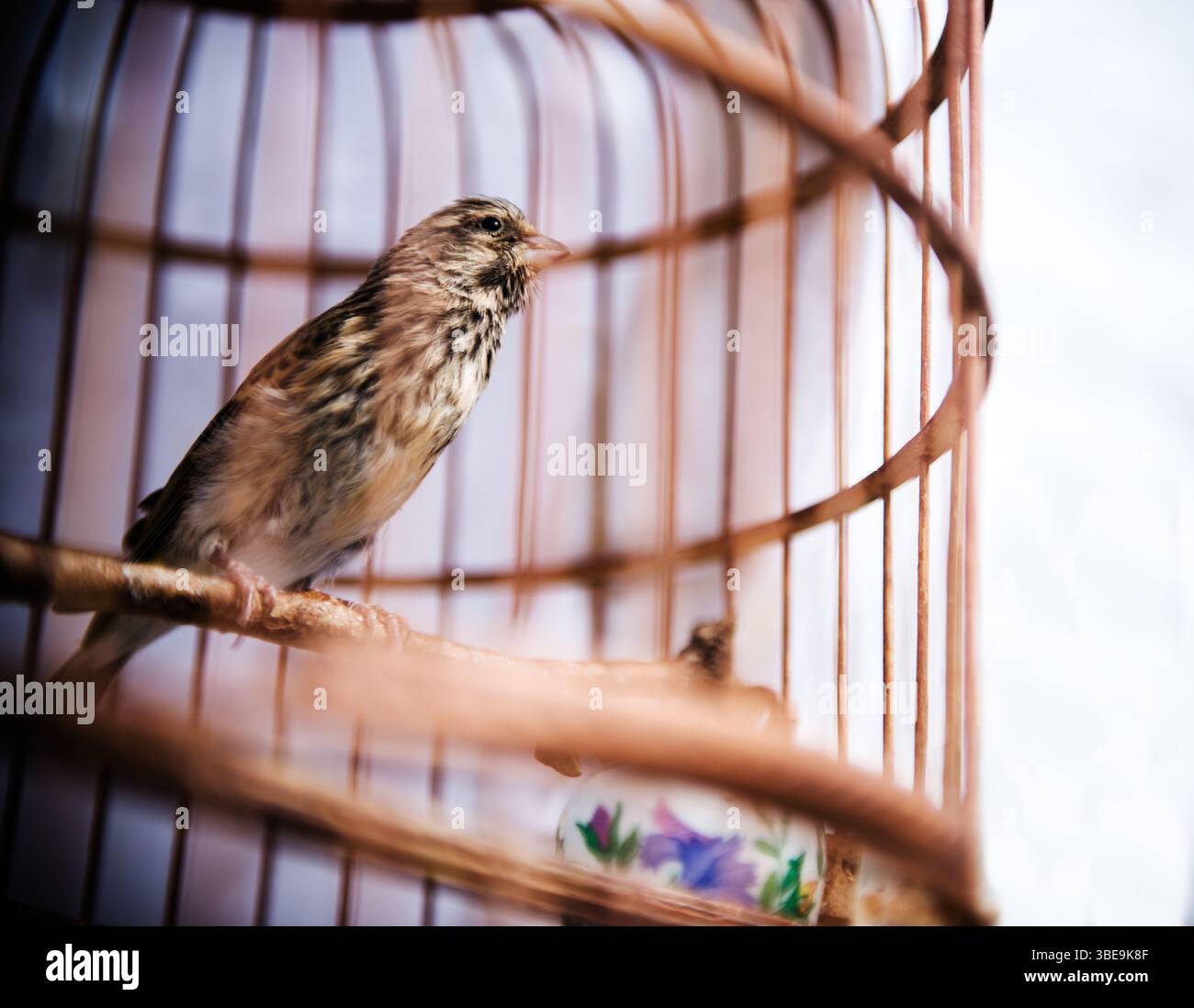 Piccolo uccello in un'antica gabbia per uccelli Foto Stock