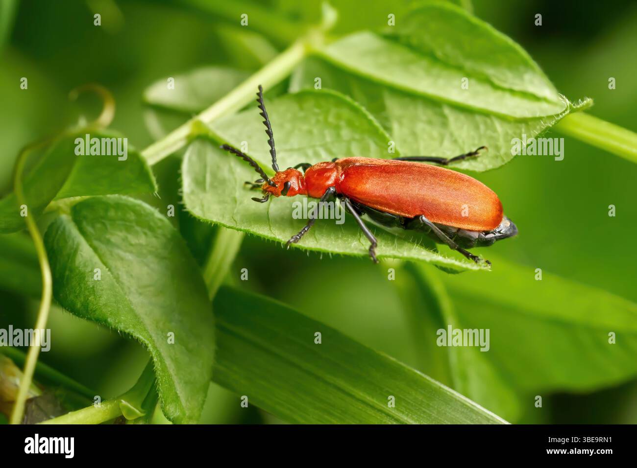 Cardinale Beetle con testa rossa (Pyrochroa serraticornis) su foglie verdi Foto Stock