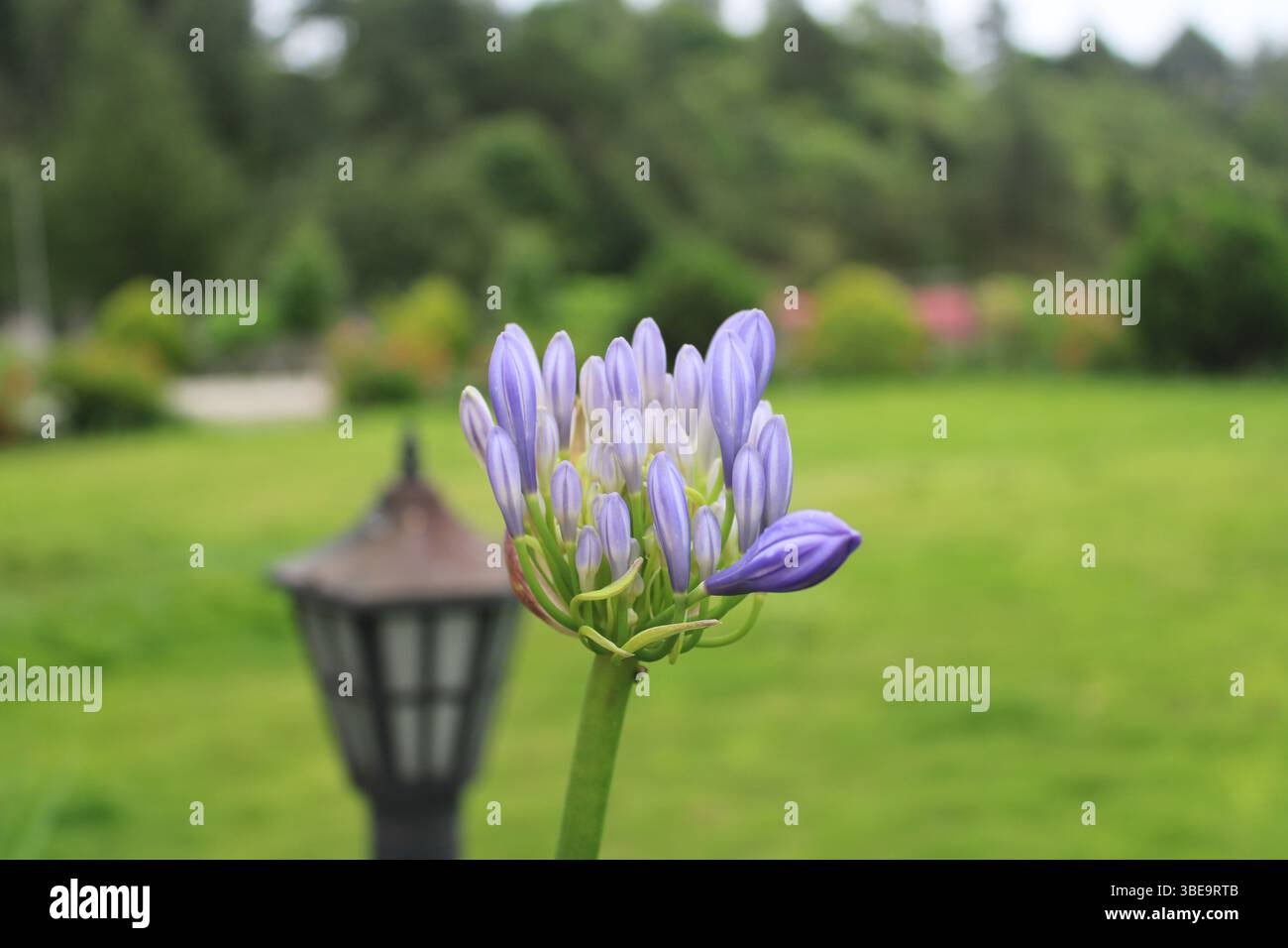 Un morbido giglio lavanda del nilo. Foto Stock
