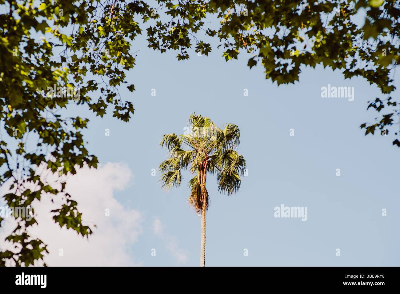 Palma alta in piedi contro un cielo blu limpido, perfettamente incorniciata da alberi verdi frondoso intorno ai bordi, creando una vignetta naturale con poliziotto Foto Stock