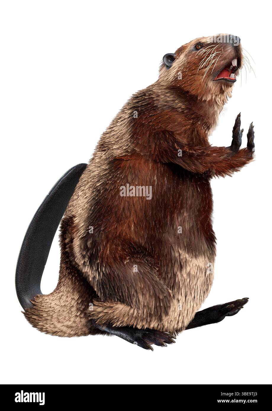 Rendering 3D di un castoro di cartoni animati isolato su sfondo bianco Foto Stock