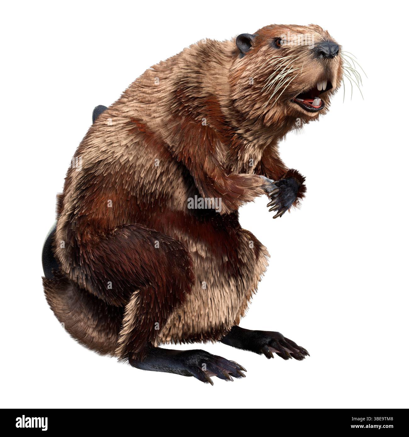 Rendering 3D di un castoro di cartoni animati isolato su sfondo bianco Foto Stock