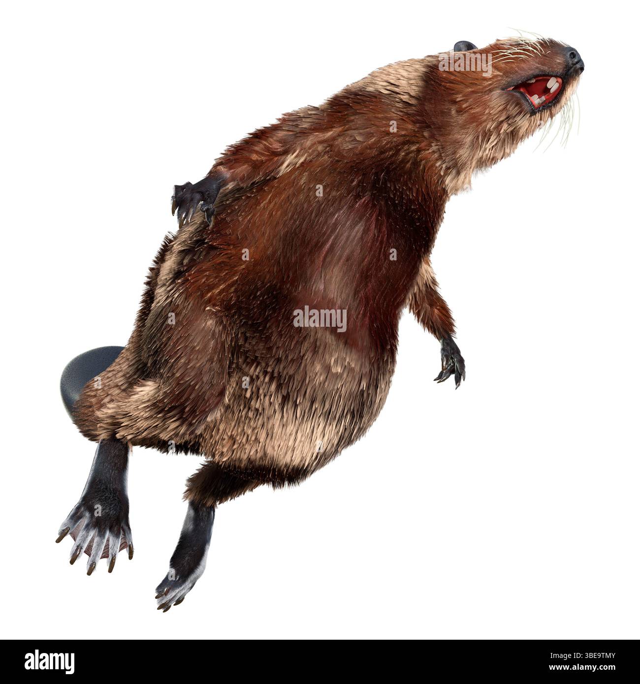 Rendering 3D di un castoro di cartoni animati isolato su sfondo bianco Foto Stock