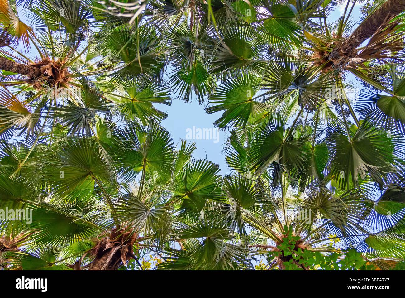 Vista ad angolo basso: Maestose palme che raggiungono un cielo azzurro brillante. Palme tropicali con tettoia contro un cielo soleggiato - prospettiva verso l'alto Foto Stock