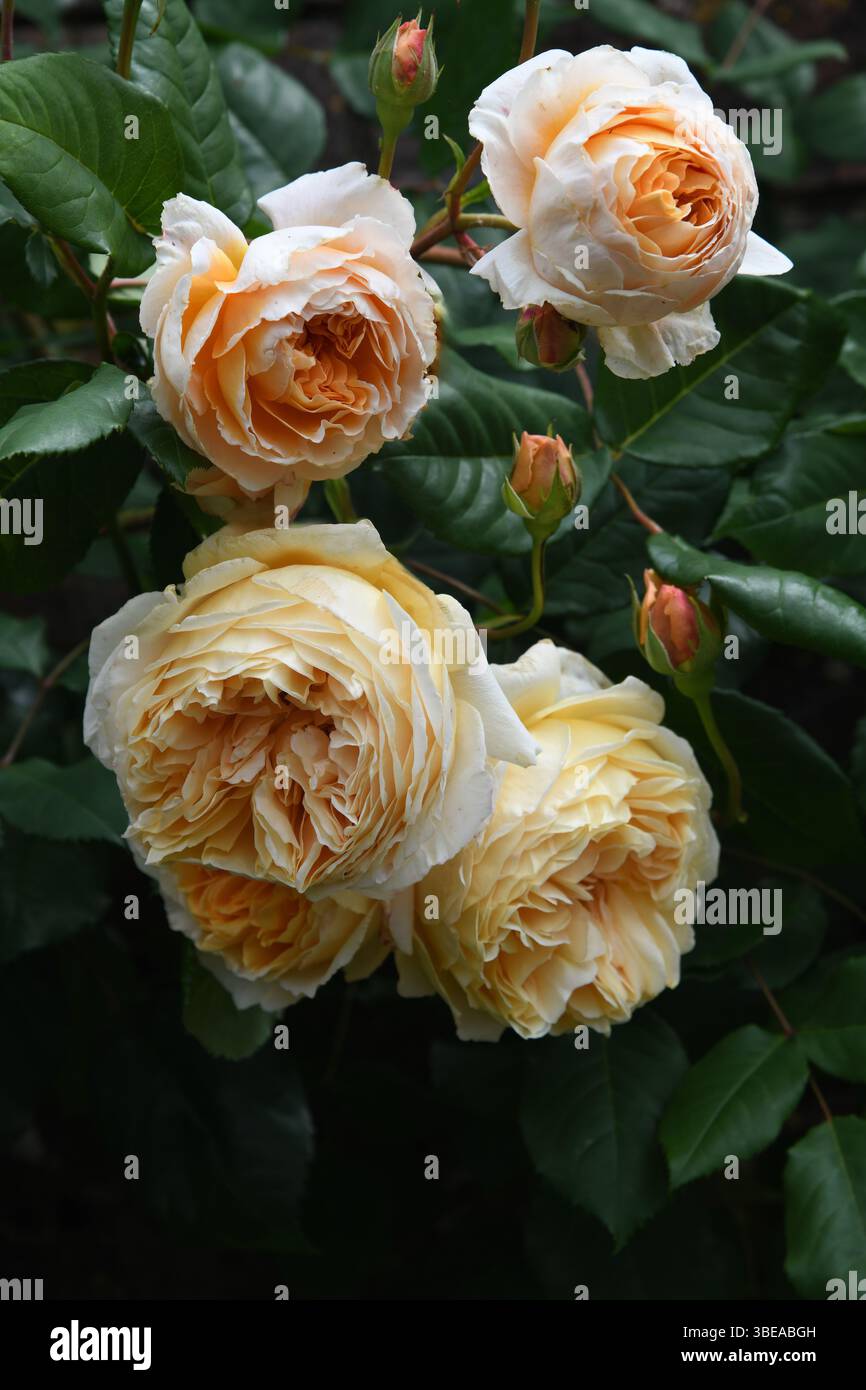 La principessa ereditaria Margareta rosa Foto Stock
