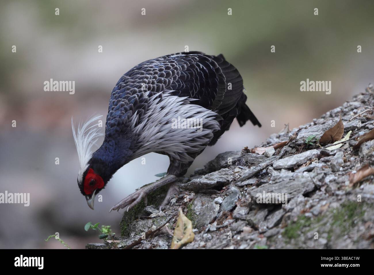 Fagiano kalij con cresta bianca (Lophura leucomelanos hamiltoni) a westen himalaya, India. Foto Stock