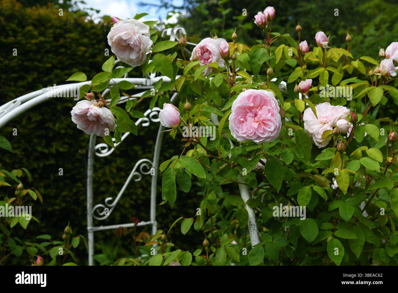 Rosa con supporto obelisco Foto Stock