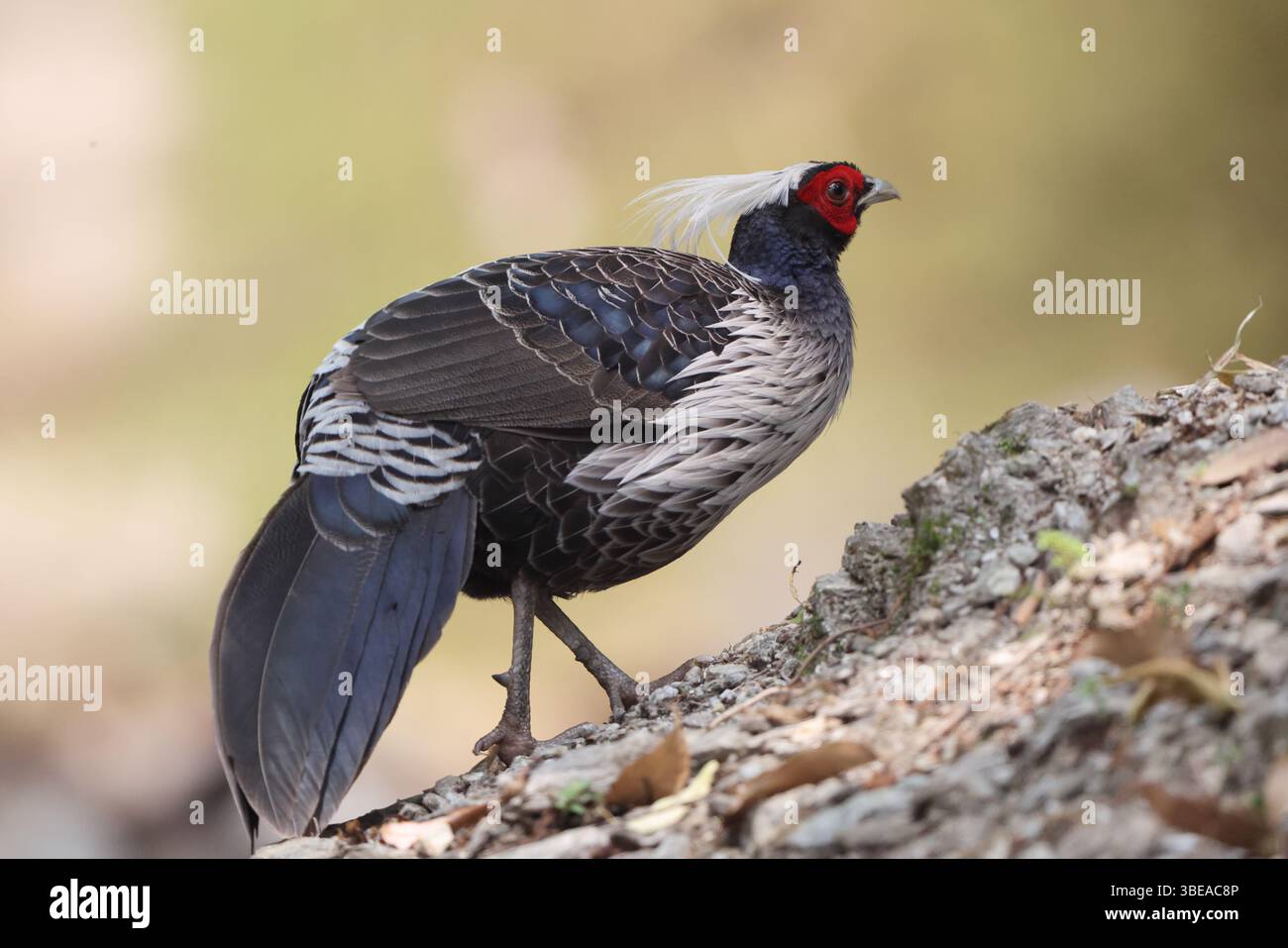 Fagiano kalij con cresta bianca (Lophura leucomelanos hamiltoni) a westen himalaya, India. Foto Stock