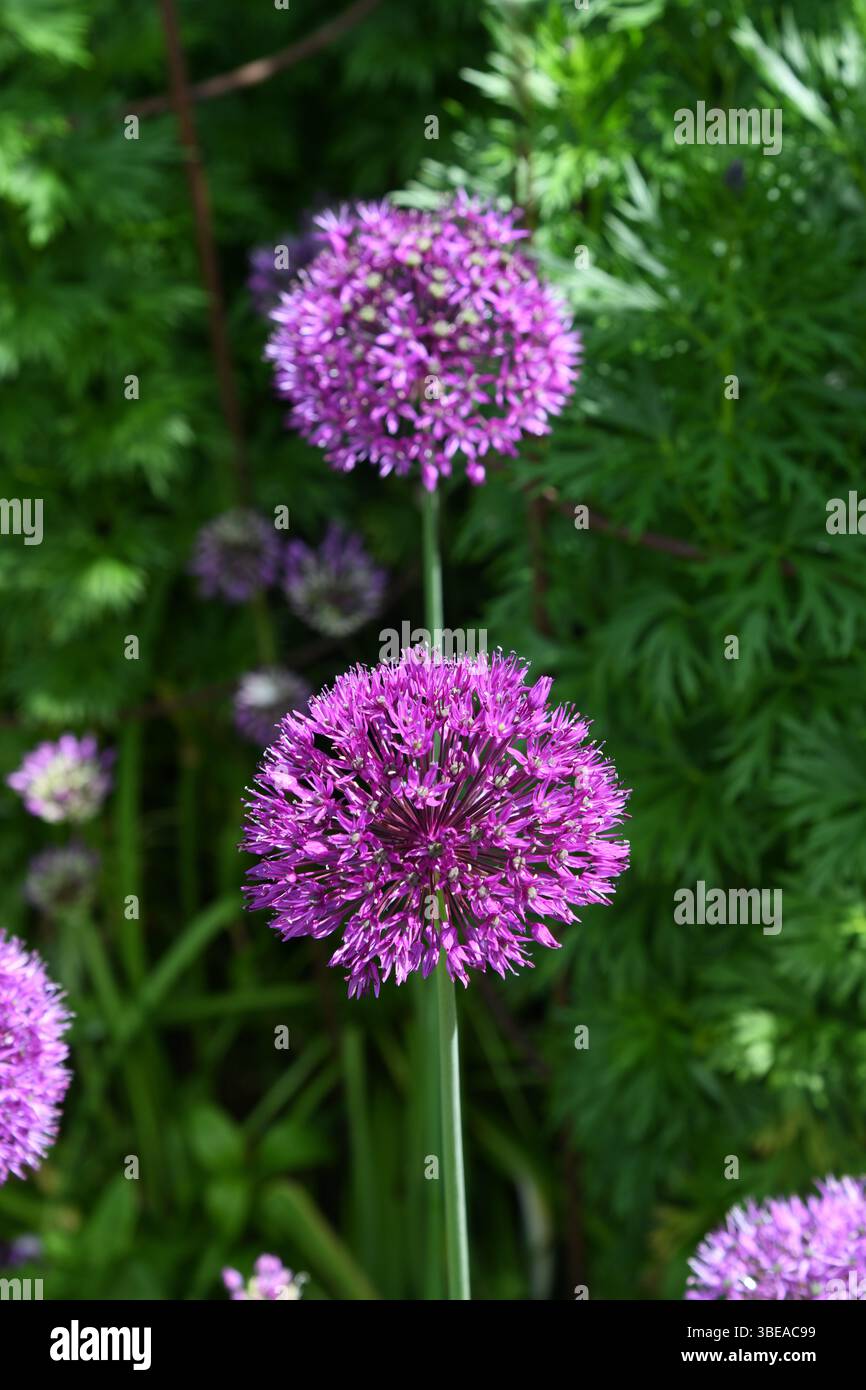 Confine degli Alleati Foto Stock