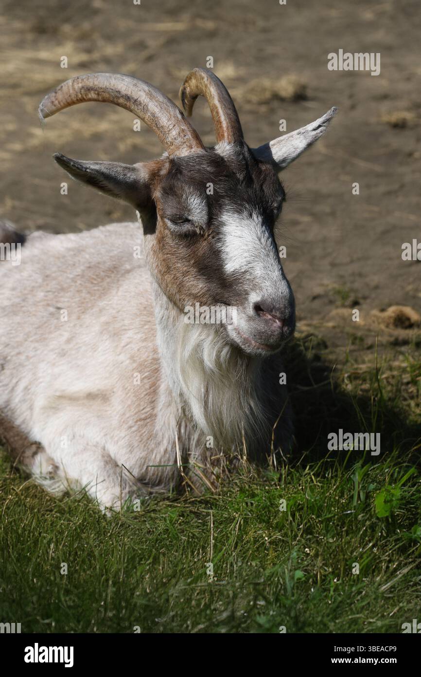Allevamento di capre Foto Stock