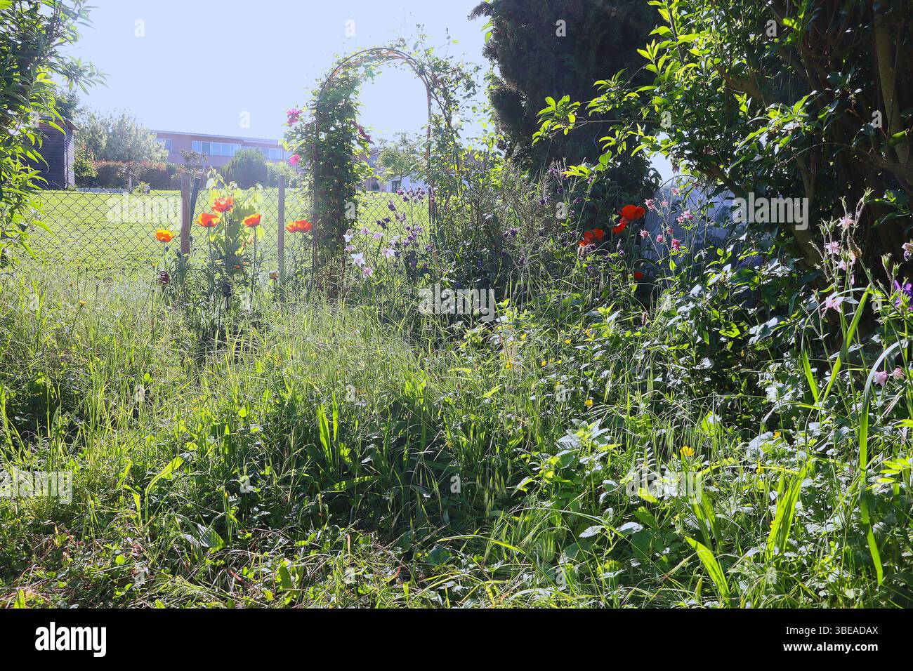 No falciatura maggio - prato non falciato in un giardino cittadino dove i fiori selvatici possono crescere liberamente (Baden, Germania) Foto Stock