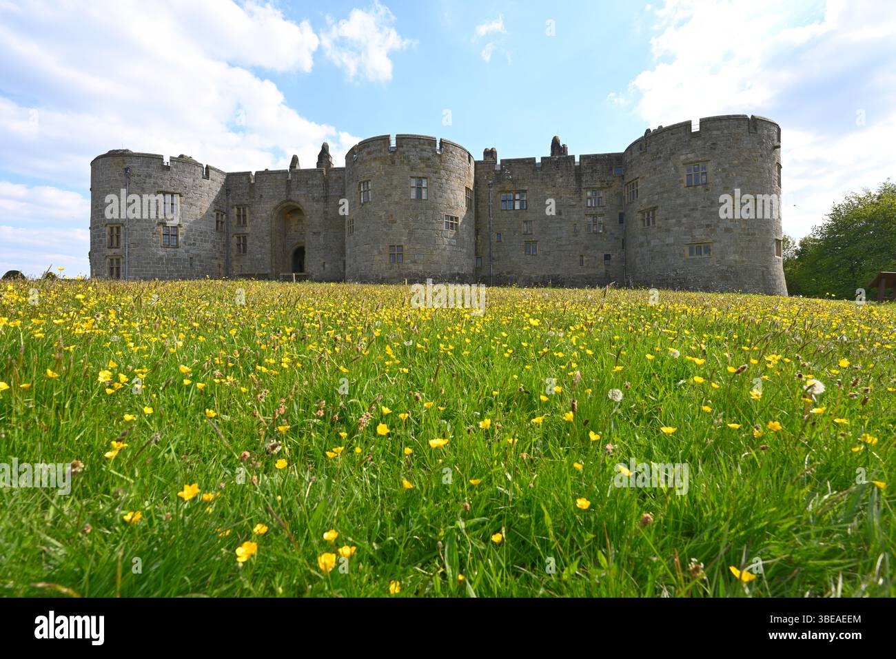 Prato di fiori selvatici di fronte al castello e al giardino di Chirk, Galles, Regno Unito, maggio Foto Stock