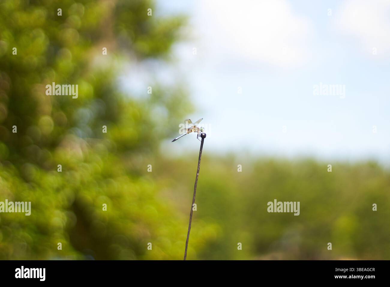 Una libellula appoggiata sull'antenna di un veicolo in una calda giornata estiva mentre si nutrono! Foto Stock