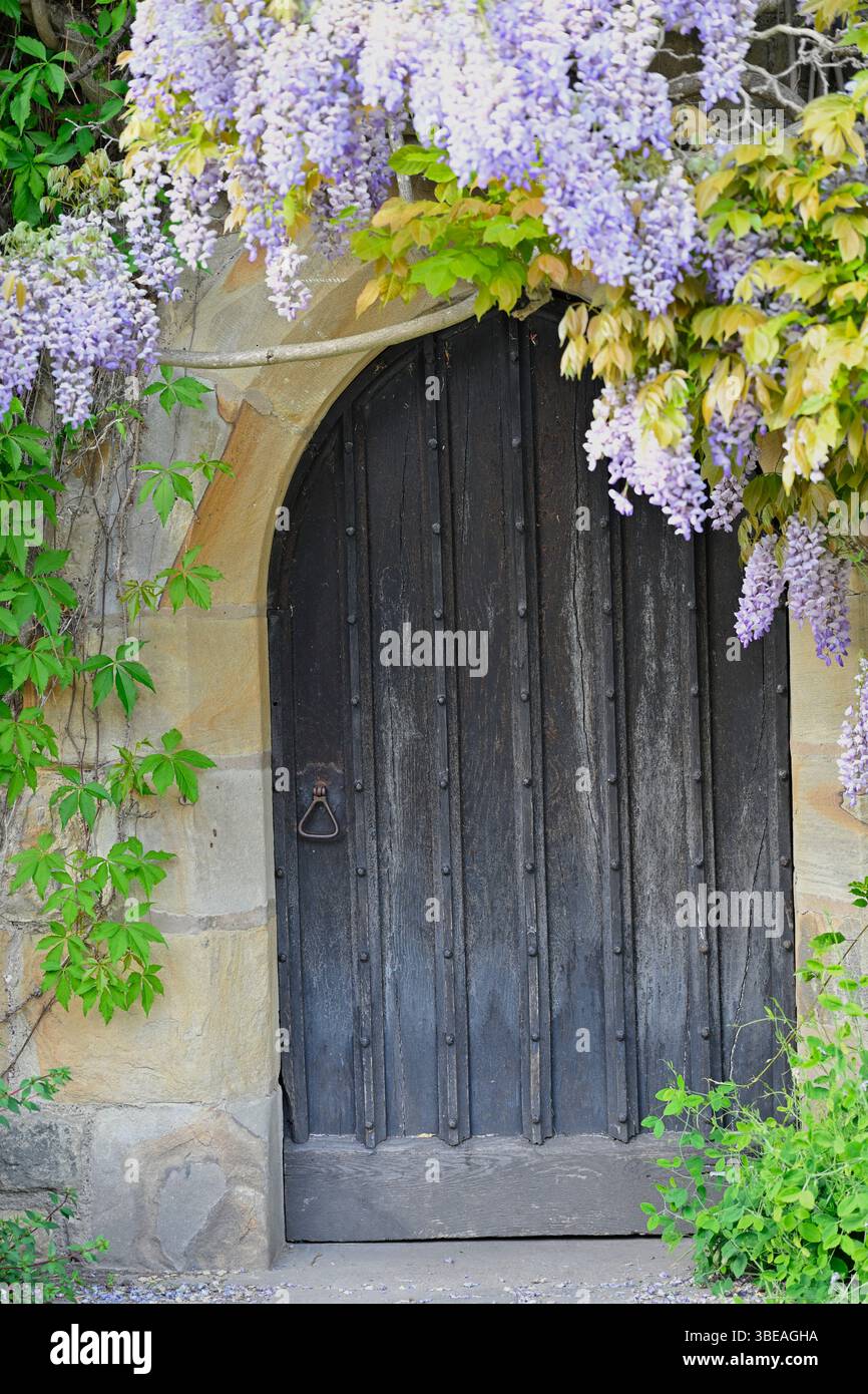 Wisteria che cresce intorno all'ingresso del castello e giardino di Chirk, Galles Regno Unito maggio Foto Stock