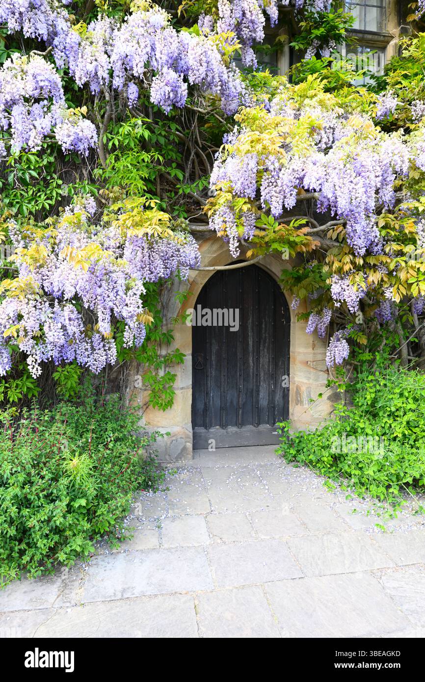 Wisteria che cresce intorno all'ingresso del castello e giardino di Chirk, Galles Regno Unito maggio Foto Stock
