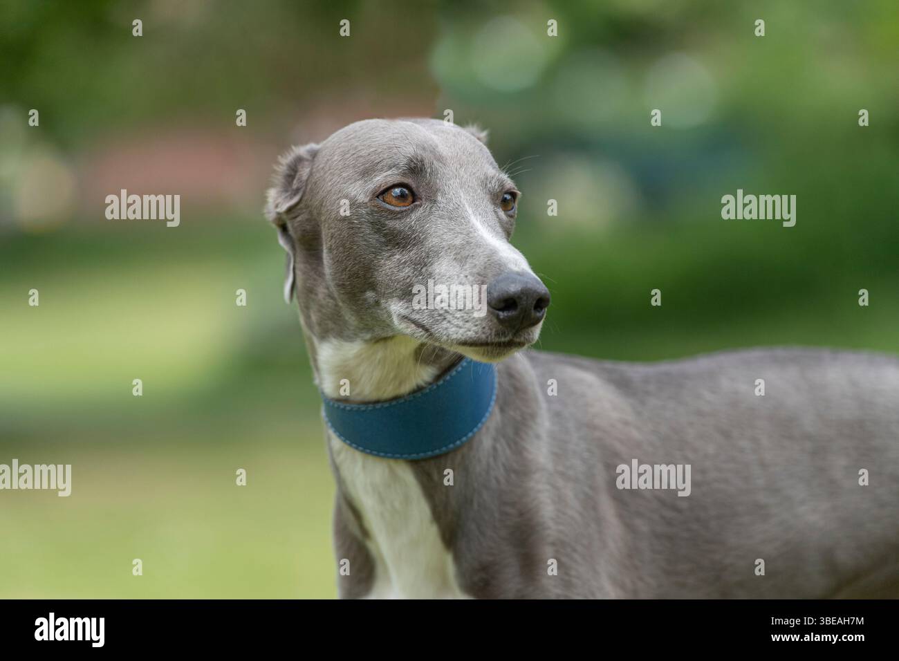 il cane da passeggio blu in giardino Foto Stock