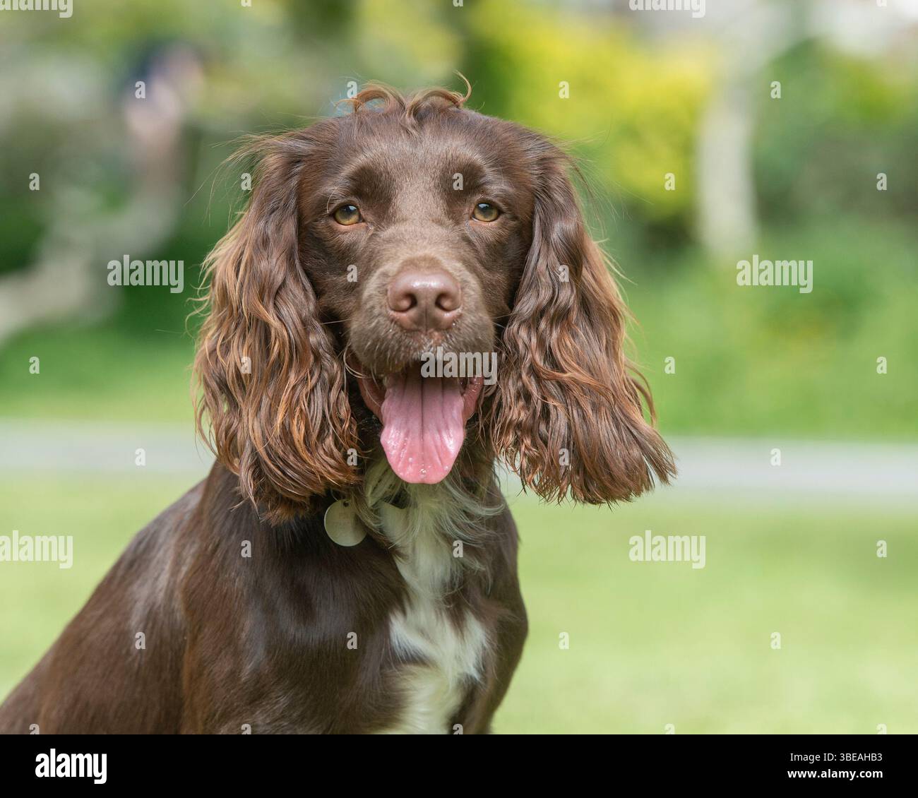 Sprocker spaniel dog che panting Foto Stock