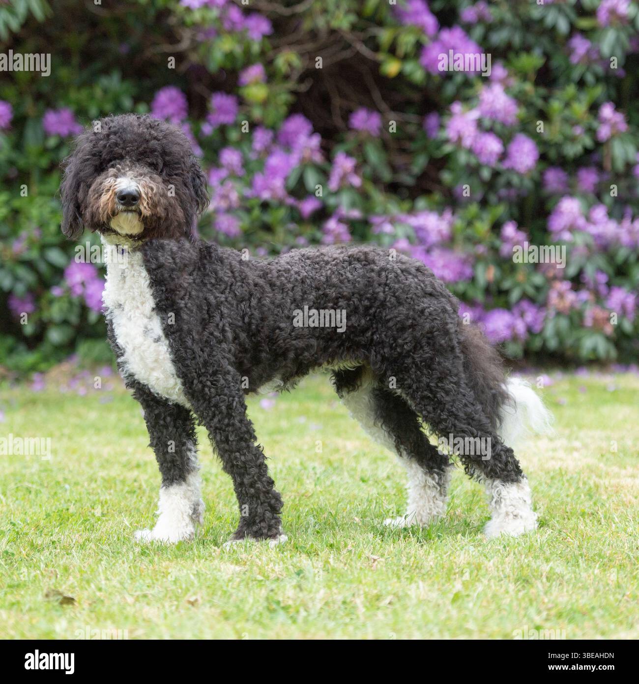 Labradoodle Foto Stock