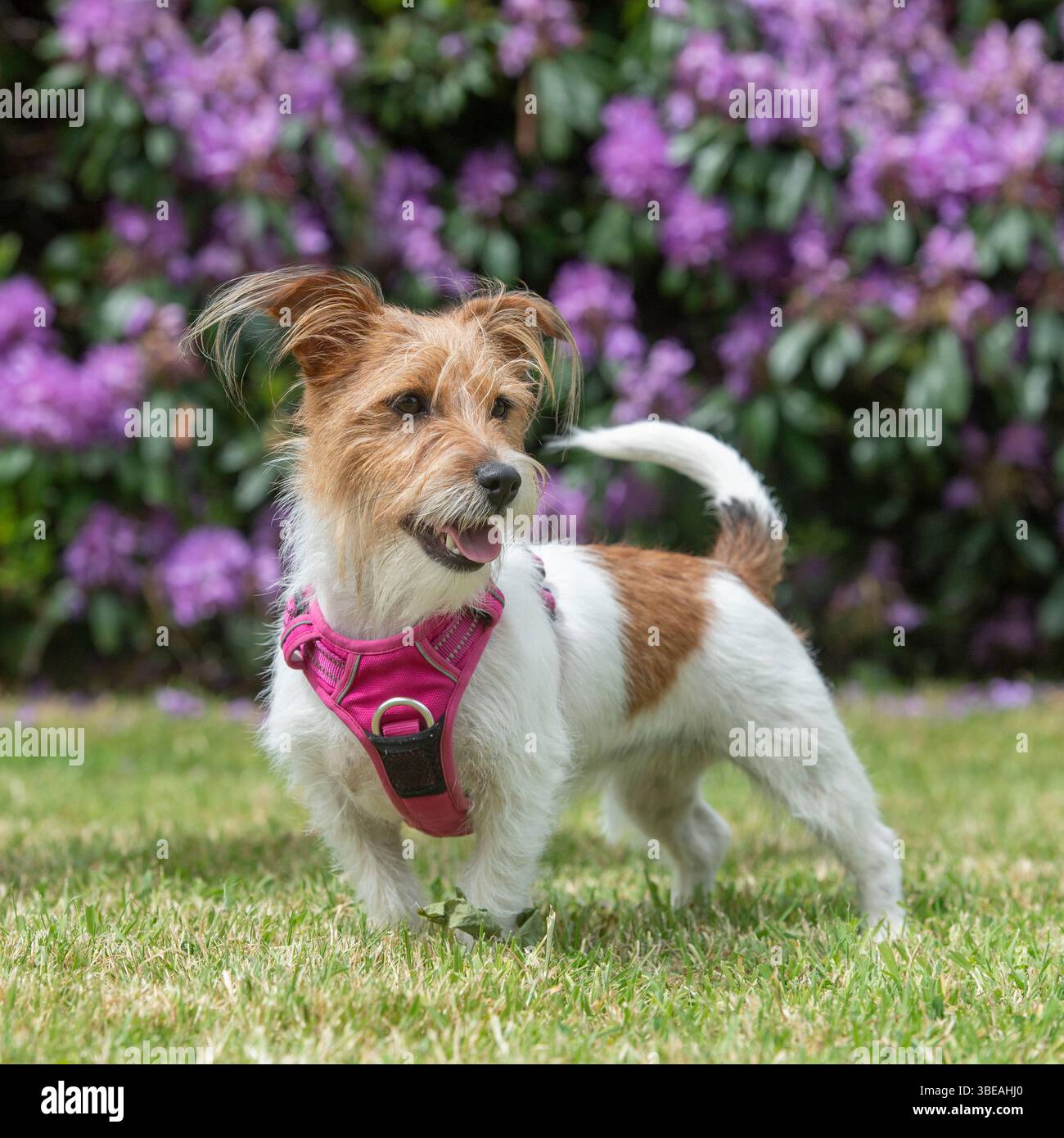 Jack Russell Terrier Foto Stock