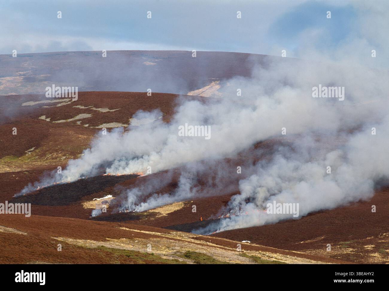 Muirburn - la combustione dell'erica di ling (Calluna vulgaris) sulle brughiere di gabbiano, gestita per il gabbiano rosso (Lagopus lagpos scoticus) all'inizio della primavera. Foto Stock