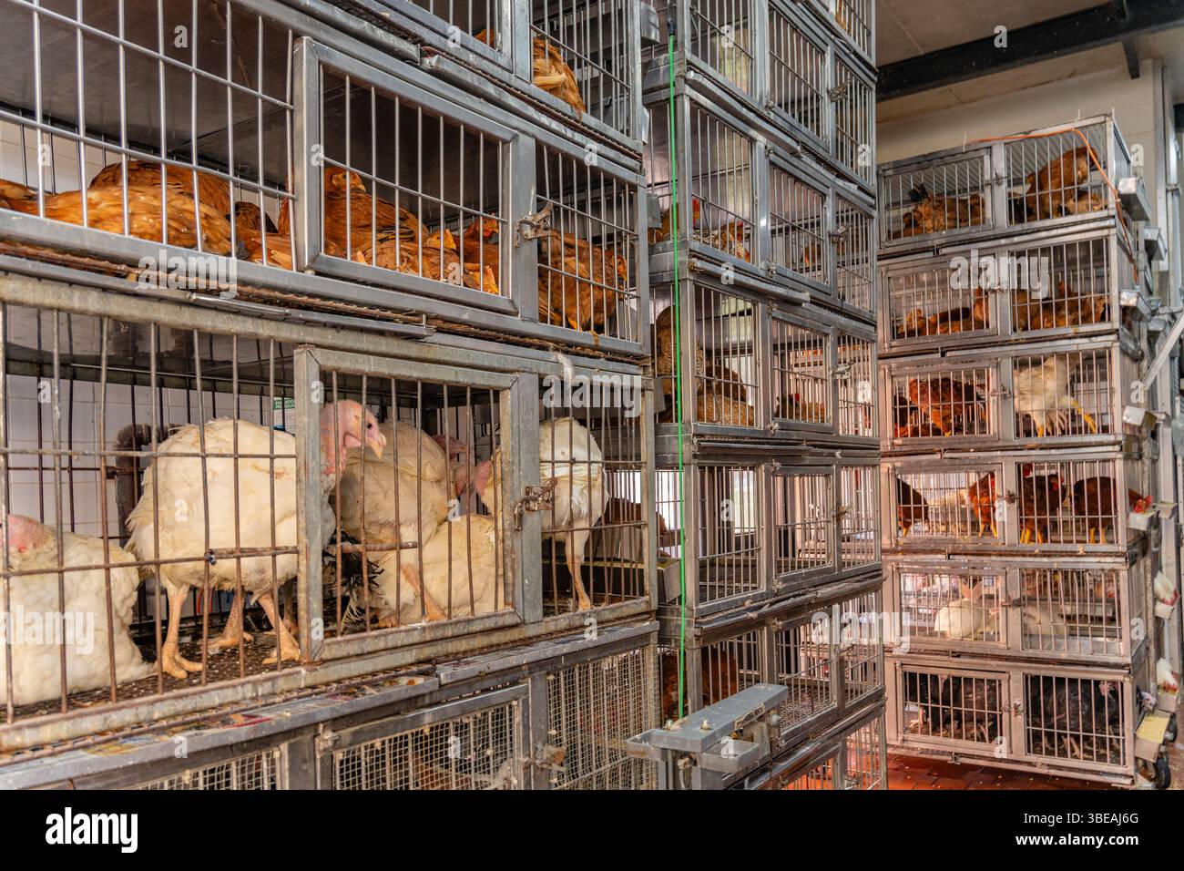 Primo piano di polli e tacchini in gabbie presso un grande stabilimento di produzione, noto anche come operazioni di alimentazione concentrata degli animali o CAFOs. Foto Stock