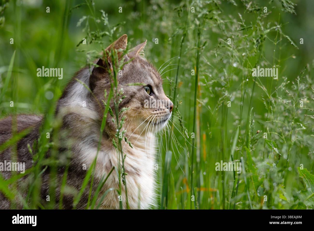 Bellissimo gatto dai capelli lunghi in erba verde brillante, guardando avanti con intensità. Ideale per ritratti emozionali di animali e contenuti di animali domestici Foto Stock