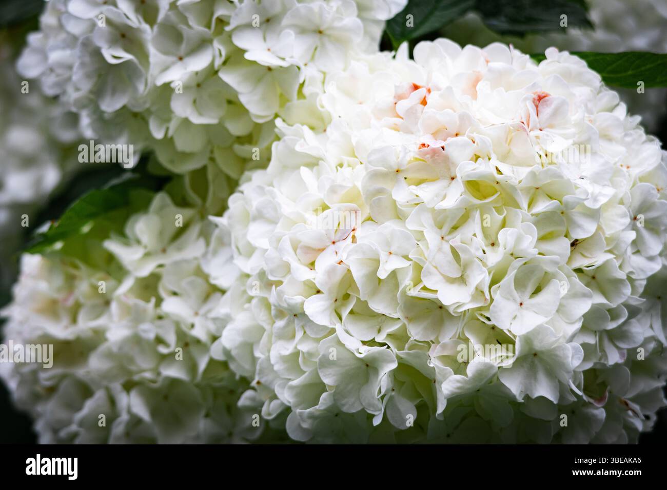 Vista macro dei lussureggianti fiori bianchi di Viburnum in fiore, enfatizzando la loro delicata consistenza e la struttura sferica tra foglie verdi Foto Stock