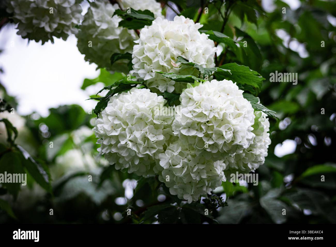 Gruppo di vibranti fiori bianchi di neve viburnum circondati da fresche foglie verdi, catturati alla luce del giorno con una ricca profondità e chiarezza. Foto Stock