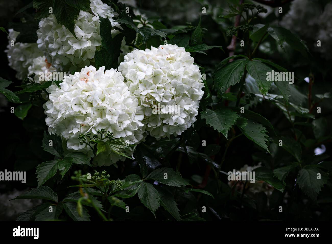 Un gruppo di fiori viburnum bianchi rotondi in piena fioritura appesi su un ramo su uno sfondo verde lussureggiante. Ideale per grafica a tema floreale e stagione Foto Stock