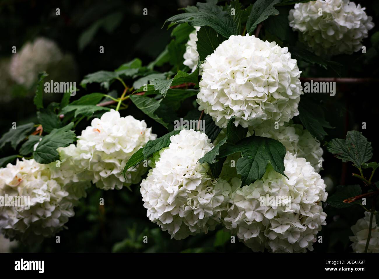 Splendidi fiori bianchi di viburnum di palla di neve che fioriscono su un cespuglio con foglie verdi lussureggianti. Perfetto per giardinaggio, botanica o grafica a tema primaverile Foto Stock