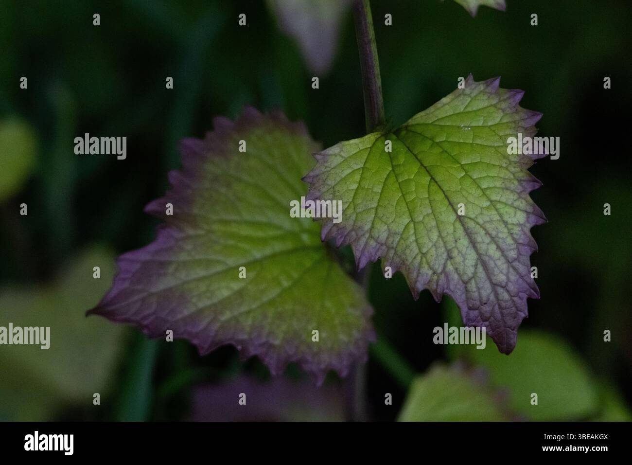Primo piano di vivaci foglie seghettate viola-verde all'ombra della foresta. Tonalità e texture ricche, ideali per l'uso nel design botanico biologico, ecologico o artistico Foto Stock