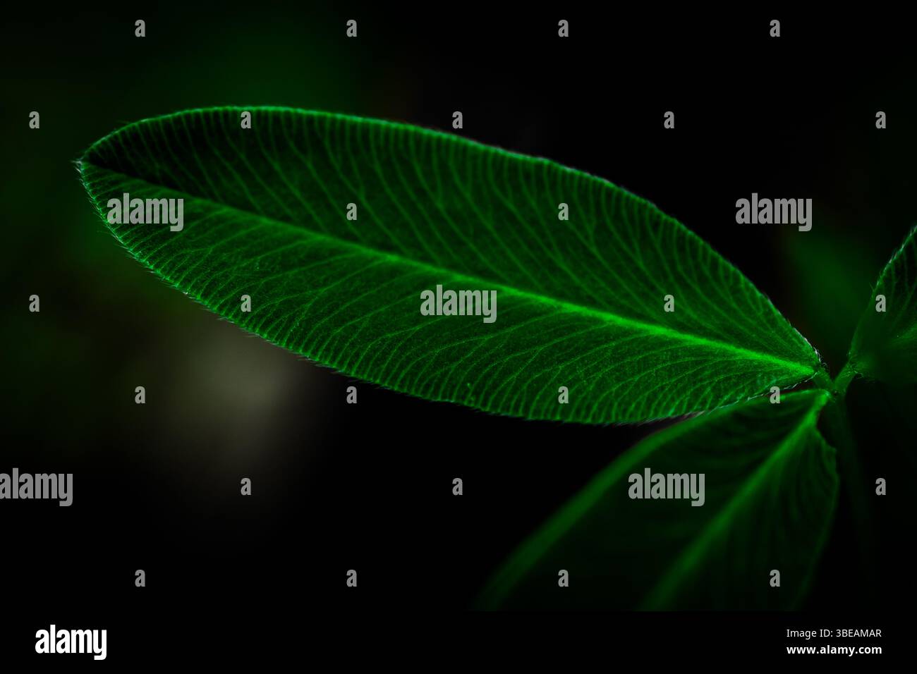 Primo piano di una foglia di lupino verde con illuminazione soffusa, che mostra una consistenza liscia e una struttura delicata in natura Foto Stock