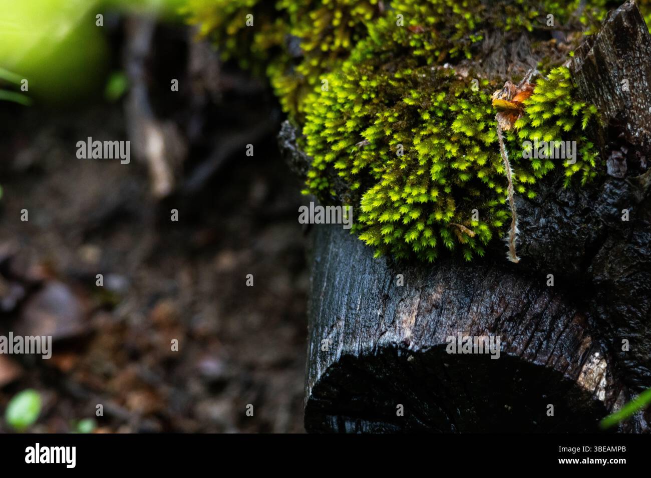 Vista macro del muschio vibrante che cresce su un tronco di albero invecchiato in una foresta umida, evidenziando l'intricata trama della vita vegetale naturale Foto Stock