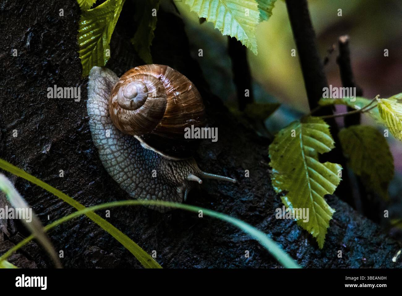 Una lumaca romana sale sulla corteccia ruvida di un albero circondato da vivide foglie primaverili, ideale per usi educativi, ambientali e incentrati sulla natura Foto Stock