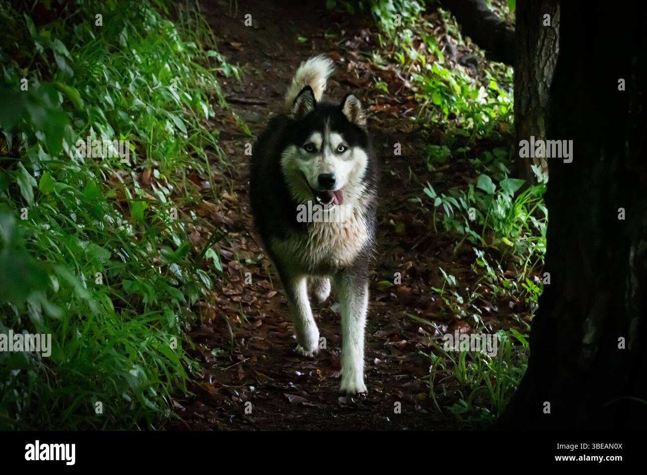 Un husky siberiano che corre con gioia lungo un sentiero fangoso nella foresta, catturando perfettamente libertà, avventura e spirito selvaggio Foto Stock