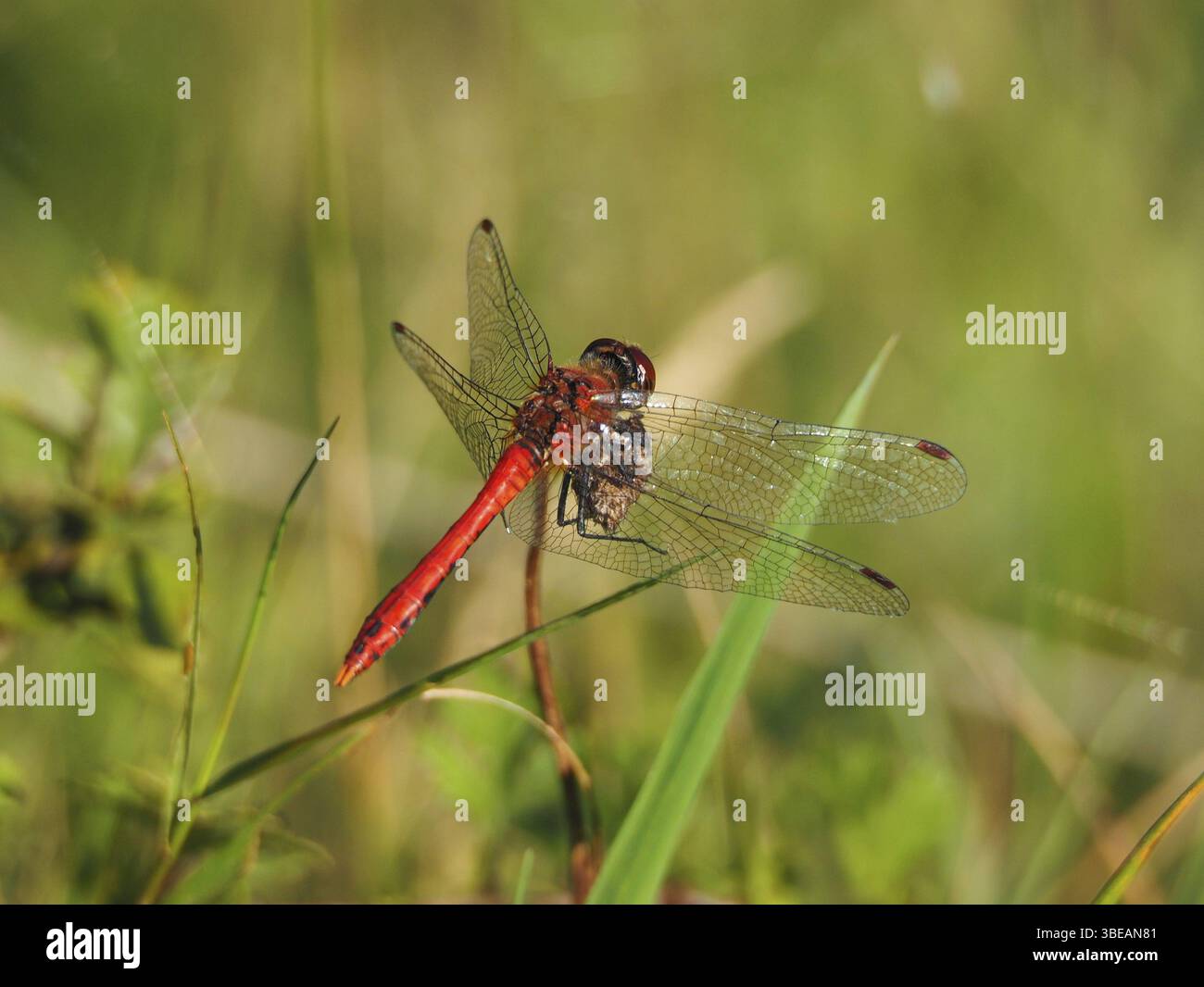 Libellula della brughiera rossa (Sympetrum sanguineum) Foto Stock