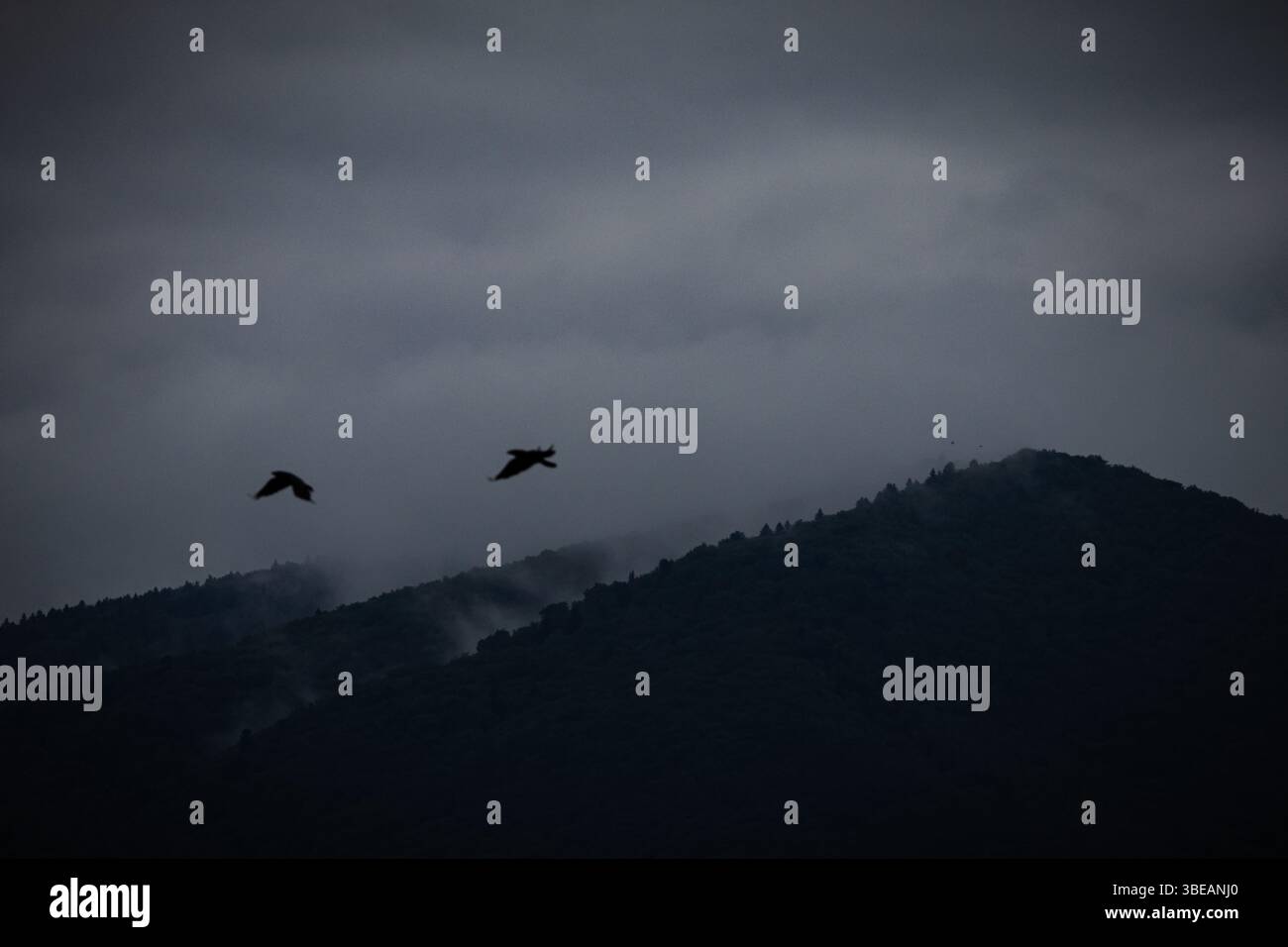 Due uccelli volano sopra i pendii di montagna ricoperti di nebbia all'alba. Ambientazione naturale che trasmette libertà, volo e la bellezza selvaggia della natura selvaggia Foto Stock