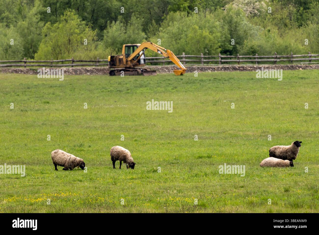 Quattro pecore pascolano pacificamente in un verde campo estivo con un escavatore giallo sullo sfondo. Un contrasto unico tra natura e macchinari Foto Stock