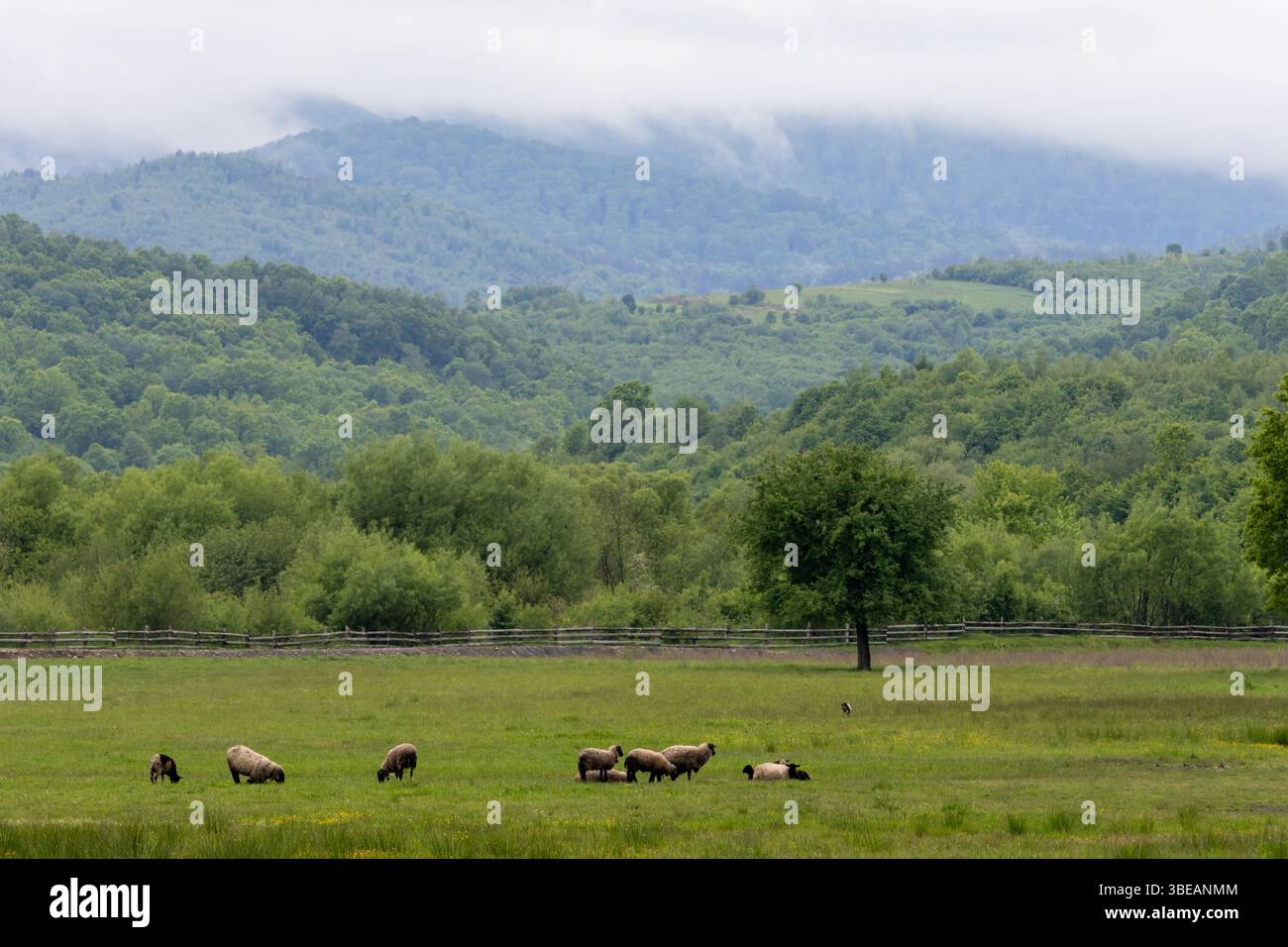 Pecore che pascolano e riposano su un prato verde primaverile in campagna con un unico albero e recinzione di legno sullo sfondo. Tranquillo paesaggio rurale Foto Stock