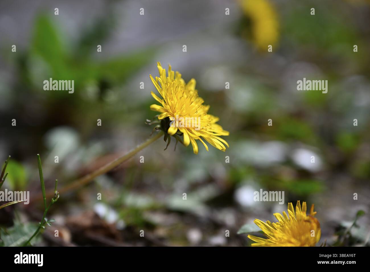 Dente di leone, dente di leone, fiore di tarassone, fiore di vacca, dente di leone di prato (Taraxacum officinale) Foto Stock