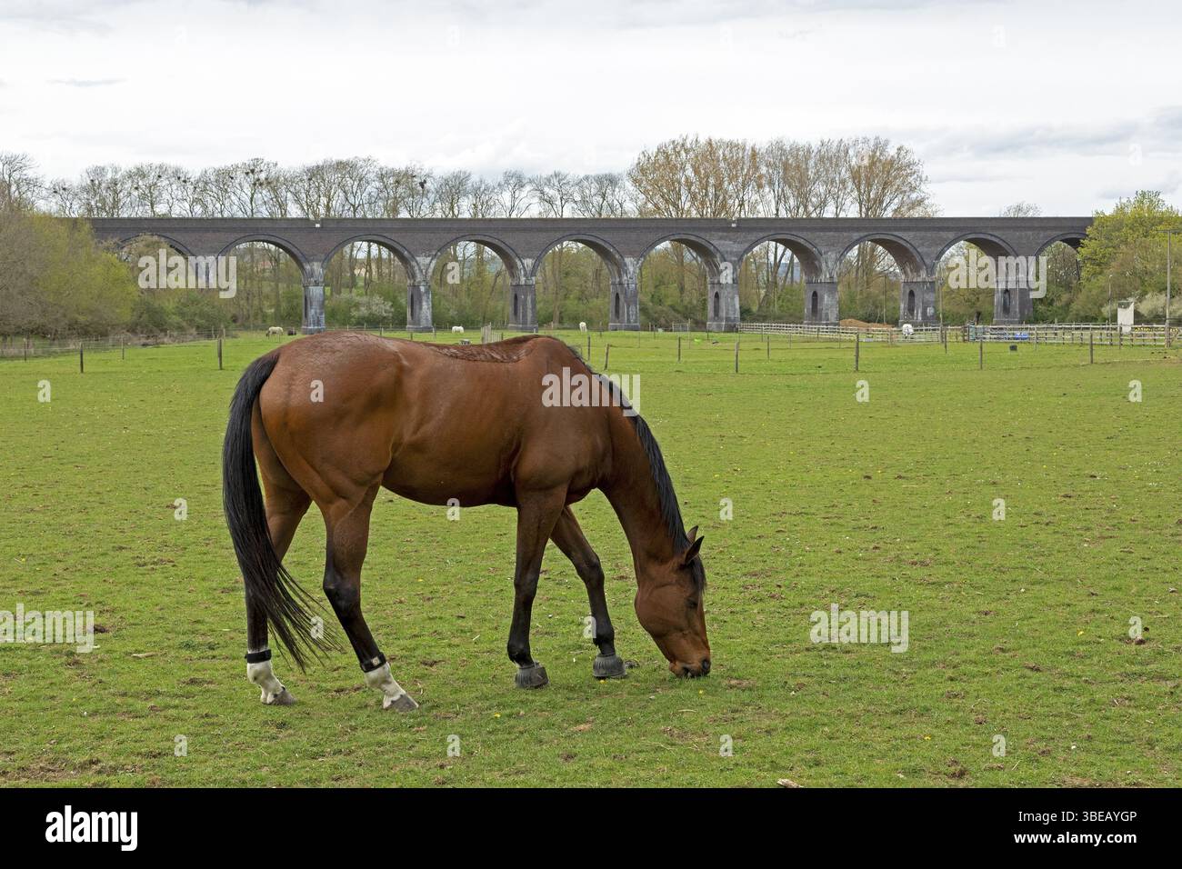 Cavallo in un pascolo, viadotto, Stanway, Broadway, Cotswolds, Inghilterra, Gran Bretagna Foto Stock