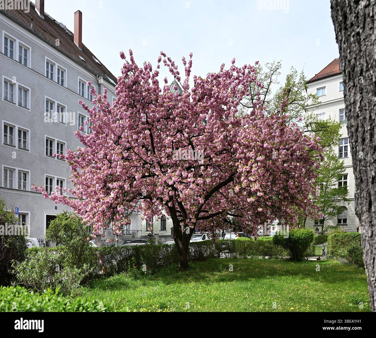 Ciliegio giapponese, ciliegio in fiore giapponese, ciliegio orientale, ciliegio giapponese, ciliegio giapponese, ciliegio in fiore giapponese (Prunus serrulata) Foto Stock