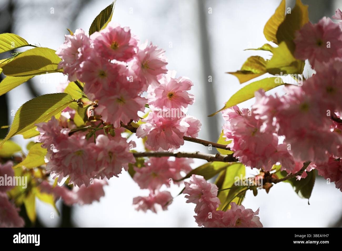 Ciliegio giapponese, ciliegio in fiore giapponese, ciliegio orientale, ciliegio giapponese, ciliegio giapponese, ciliegio in fiore giapponese (Prunus serrulata) Foto Stock