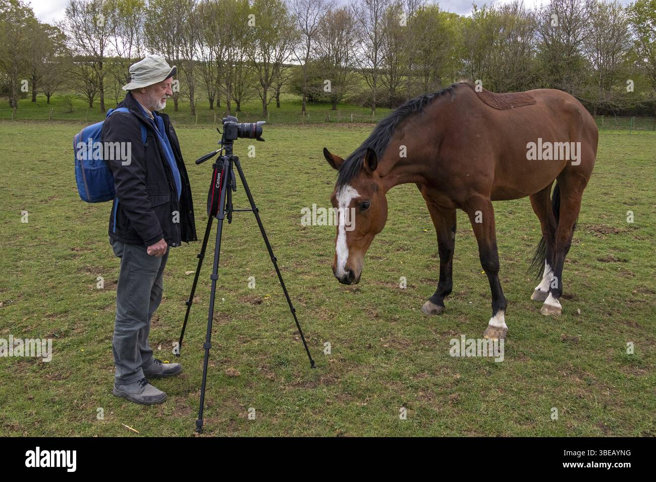 Fotografo, fotocamera, treppiede, cavallo curioso, pascolo, Stanway, Broadway, Cotswolds, Inghilterra, Gran Bretagna Foto Stock